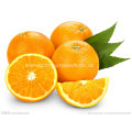 Naranja de Naranja Fresca de Nuevo Cultivo